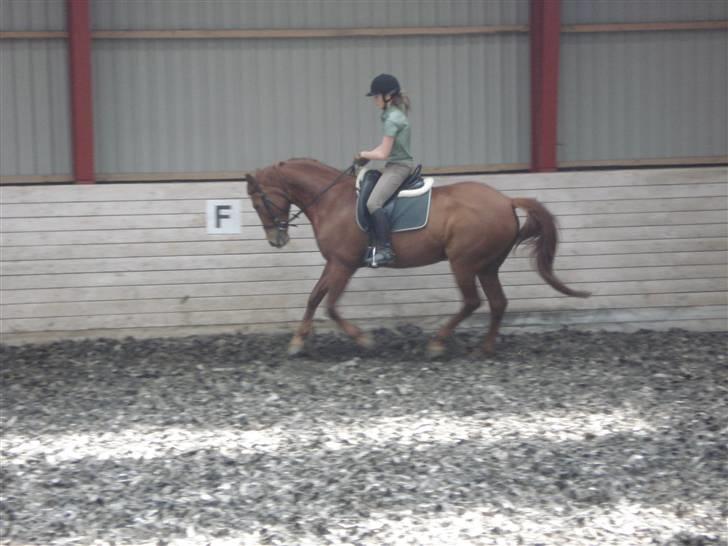 Anden særlig race Tara - Utydeligt, men dejlig <3 (Træning) billede 15