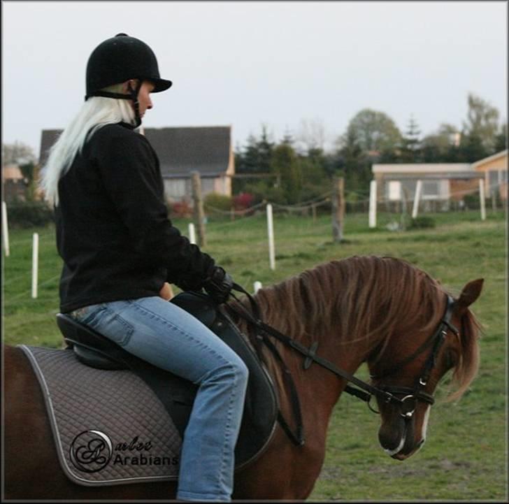 Welsh Pony (sec B) Gondine - SOLGT billede 20