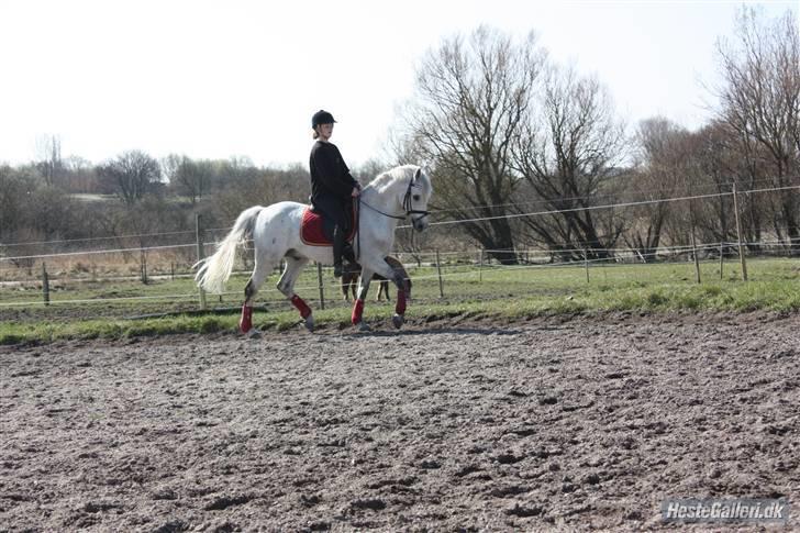 Tysk Sportspony Dorator R.I.P billede 15