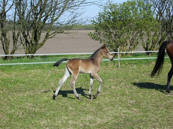 Dansk Varmblod Falcon billede 14