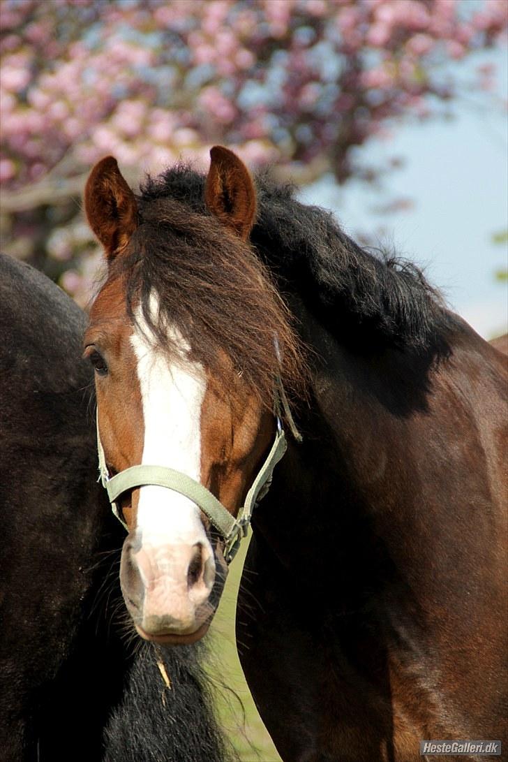 Welsh Pony af Cob-type (sec C) Rhoswen Gideon B-pony -  Laura Bogut© billede 10