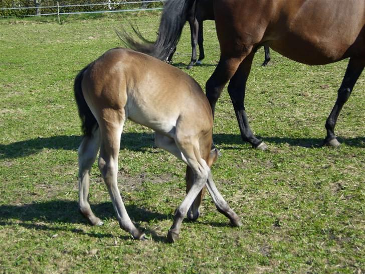 Dansk Varmblod Falcon billede 15