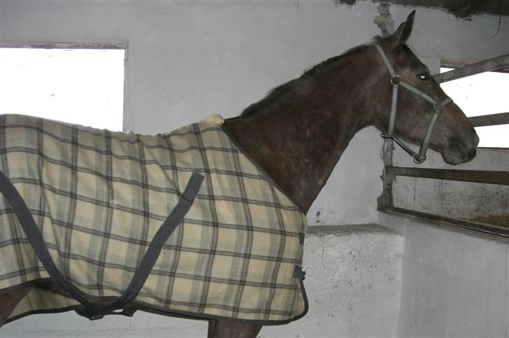 Anden særlig race Milancio S - Milancio marts 09 med sit nye dækken billede 11