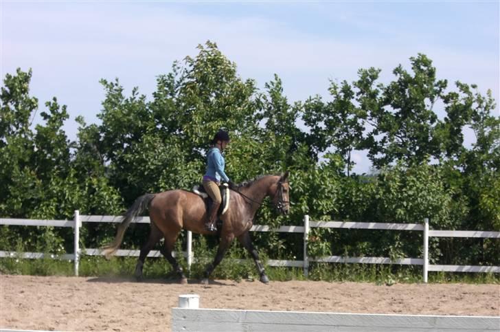 Anden særlig race Milancio S - Milancio & Lea i trav juni 09 billede 12