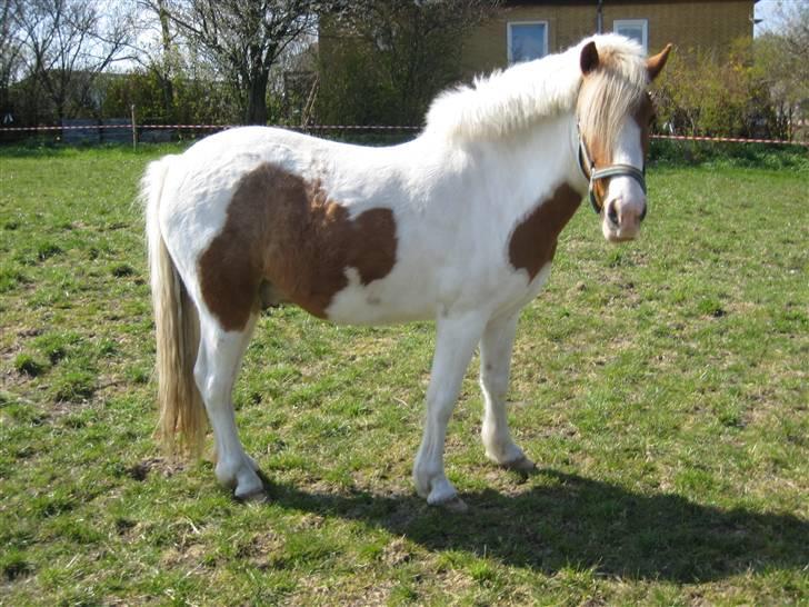 Pinto Lucky Boy - Hej hej siger Lucky :o) 21/04-09. billede 18