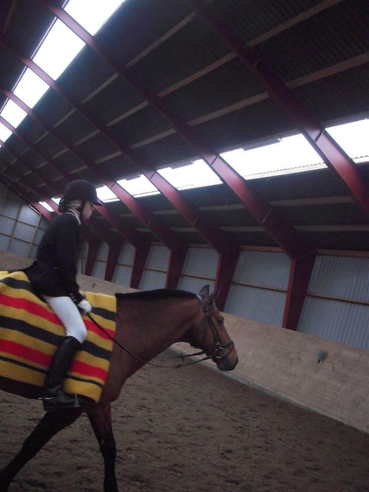 Dansk Varmblod Keevind (solgt)  - Mig og Keevind til vores første stævne sammen :D  billede 12