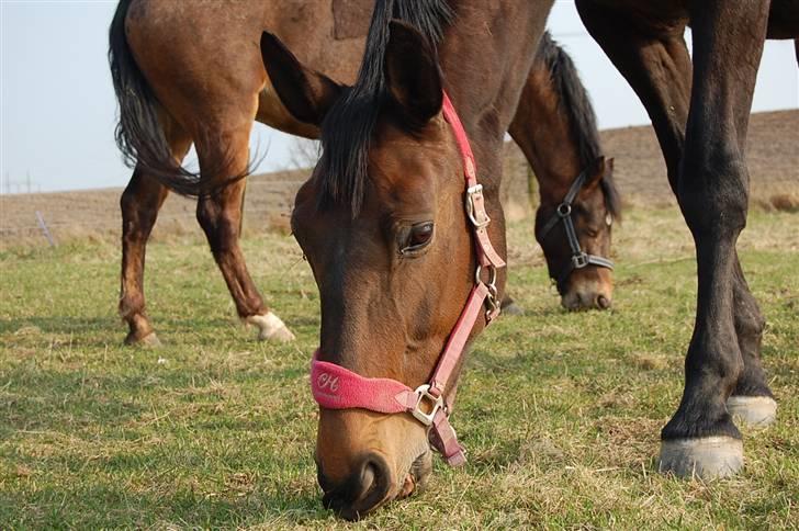 Dansk Varmblod Mathilde - Mathilde på fold billede 2