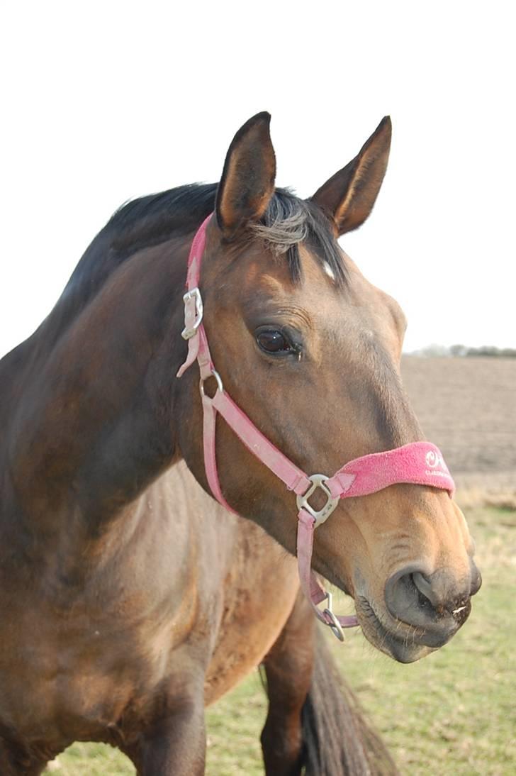 Dansk Varmblod Mathilde billede 3