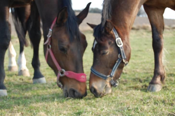 Dansk Varmblod Mathilde - Mathilde og Satti billede 4