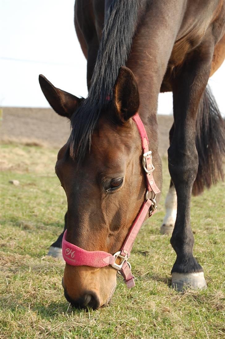 Dansk Varmblod Mathilde billede 5