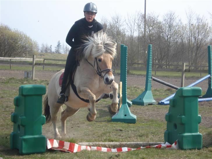 Fjordhest Erika billede 1
