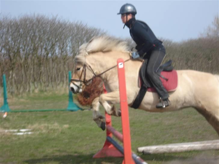 Fjordhest Erika billede 2