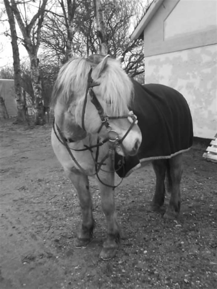 Fjordhest Erika billede 3