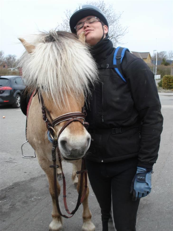 Fjordhest Erika billede 4