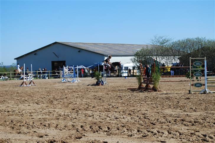 Hollandsk Sportspony Egano - SOLGT billede 16