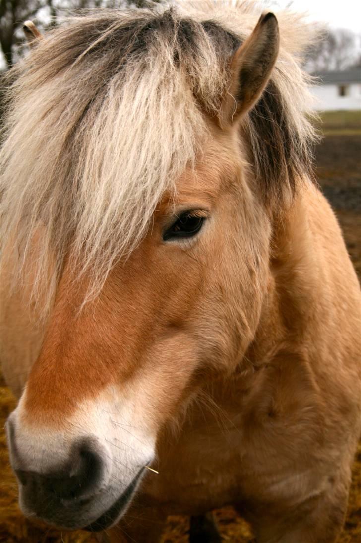 Fjordhest Erika billede 5