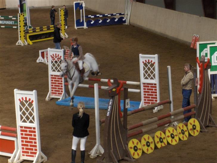 Anden særlig race Flicka - SOLGT billede 13