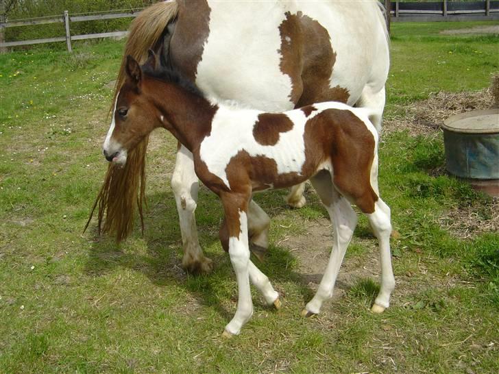 Pinto Shanti pilegaard - d. 28/4-09 billede 7