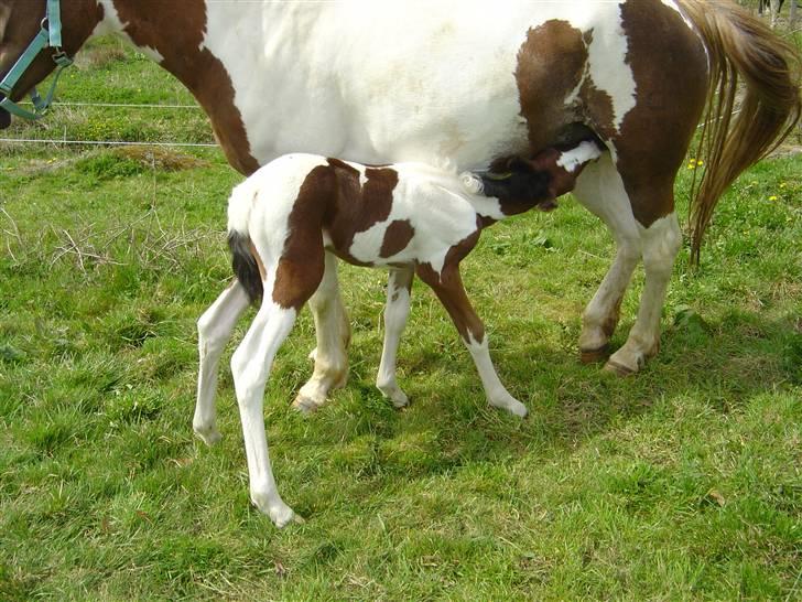 Pinto Shanti pilegaard - d. 28/4-09 billede 8