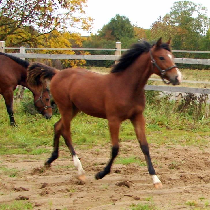 Oldenborg Union Joulin af Farmer billede 13