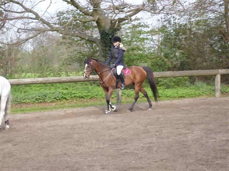 Arabisk fuldblod (OX) Riel'l billede 17