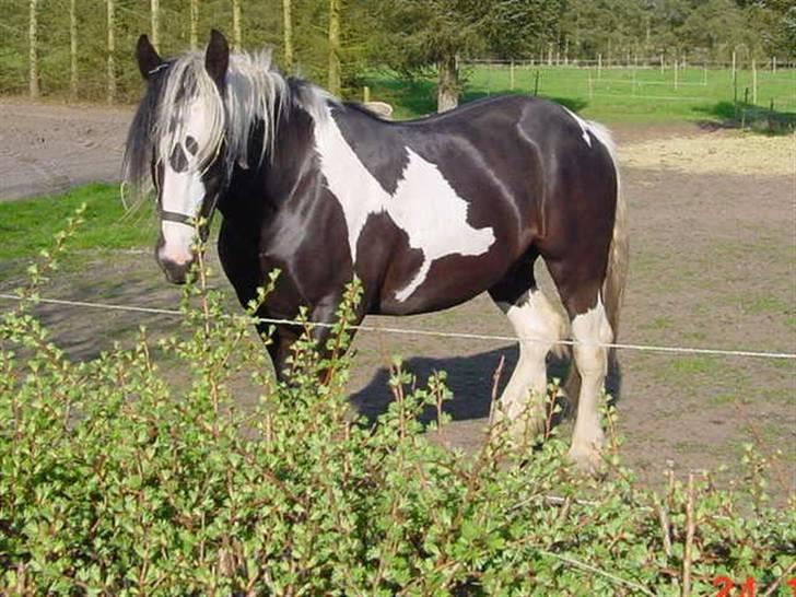 Tinker Guldagers sir Gallahad billede 7