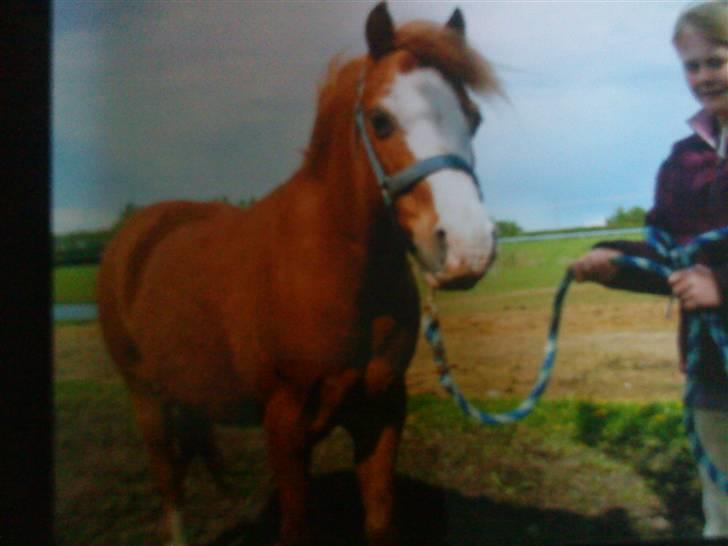 Welsh Mountain (sec A) Bubbly Snowflake  - ude på folden;D billede 13