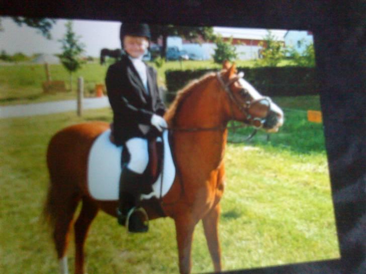 Welsh Mountain (sec A) Bubbly Snowflake  - stævne klar;) billede 14