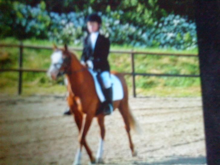 Welsh Mountain (sec A) Bubbly Snowflake  - LC2 i 2006 eller 2007  ude på ellekilde ;) billede 15