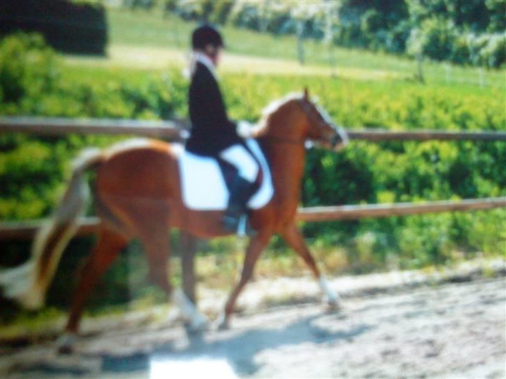 Welsh Mountain (sec A) Bubbly Snowflake  - 5 plads på ellekilde LC2 2006 eller 2007 ;) ud af 6 andre;D billede 16