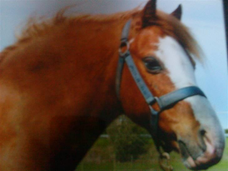 Welsh Mountain (sec A) Bubbly Snowflake  - på folden;D billede 17