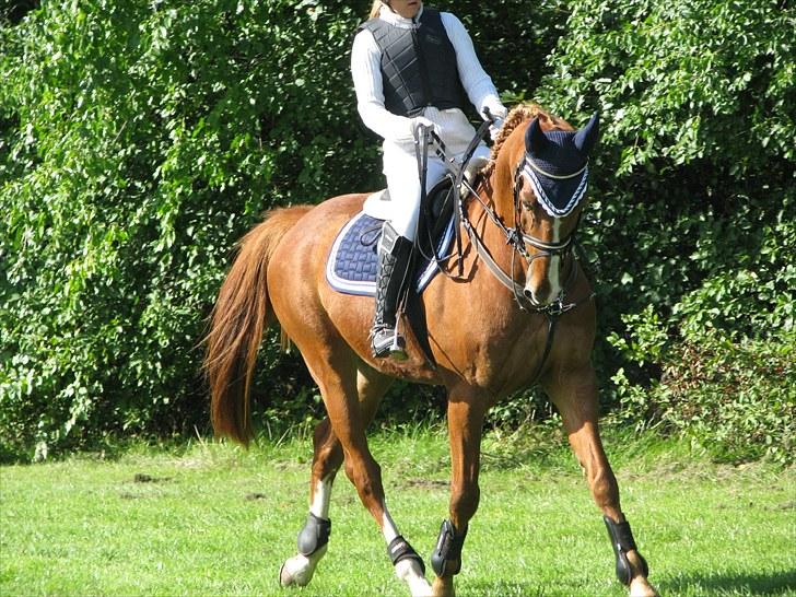 Frederiksborg Kentucky Charlie - Velkommen til Kentucky Charlie´s profil. Han er springhest på højt plan :) billede 1