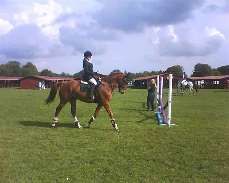 Frederiksborg Kentucky Charlie - Store Hestedag 08 - opvarmning til spring. fotograf: Stephanie billede 2