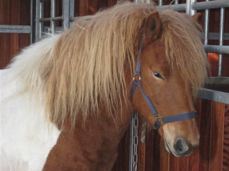 Islænder Nesse billede 1