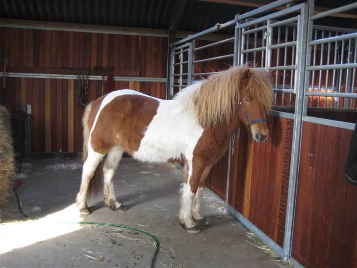 Islænder Nesse billede 2