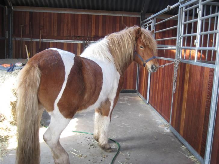 Islænder Nesse billede 3