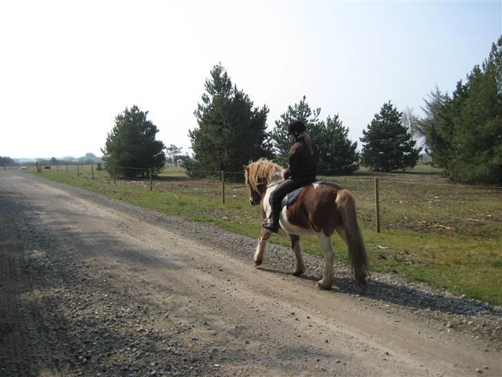 Islænder Nesse billede 4