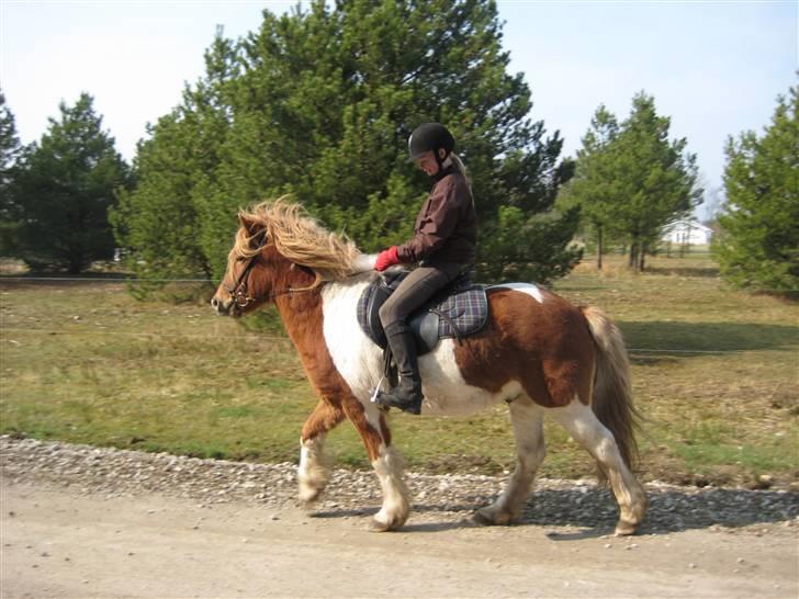 Islænder Nesse billede 5