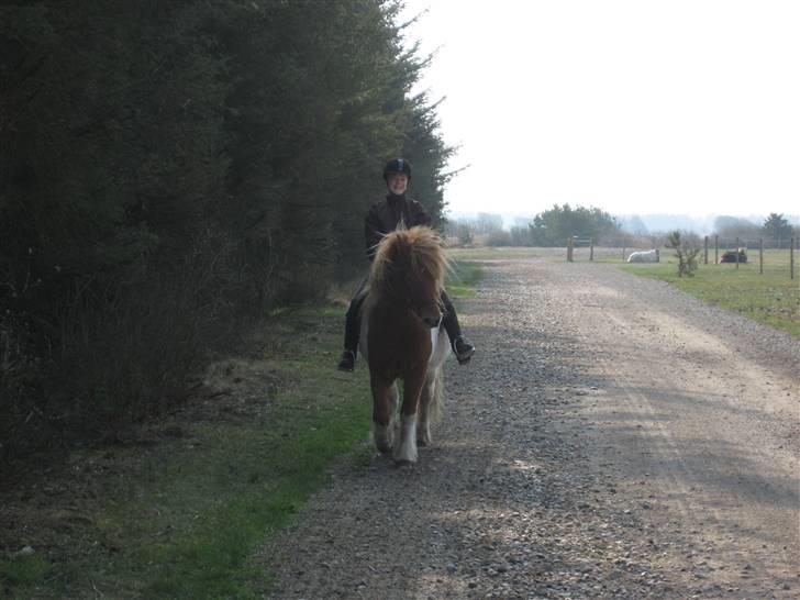 Islænder Nesse billede 6