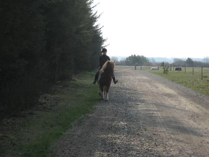 Islænder Nesse billede 7