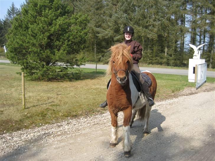 Islænder Nesse billede 8