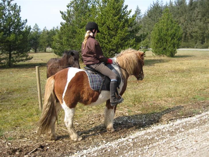 Islænder Nesse billede 9