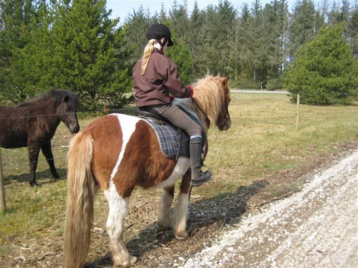 Islænder Nesse billede 10