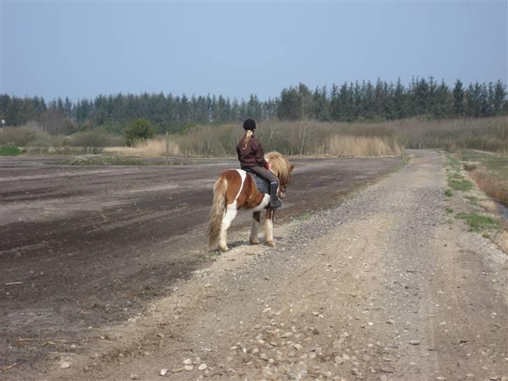 Islænder Nesse billede 11