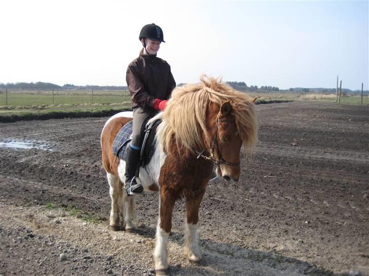 Islænder Nesse billede 12