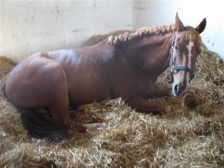 Frederiksborg Kentucky Charlie - Efter store hestedag 08 - Fotograf: Mig billede 3