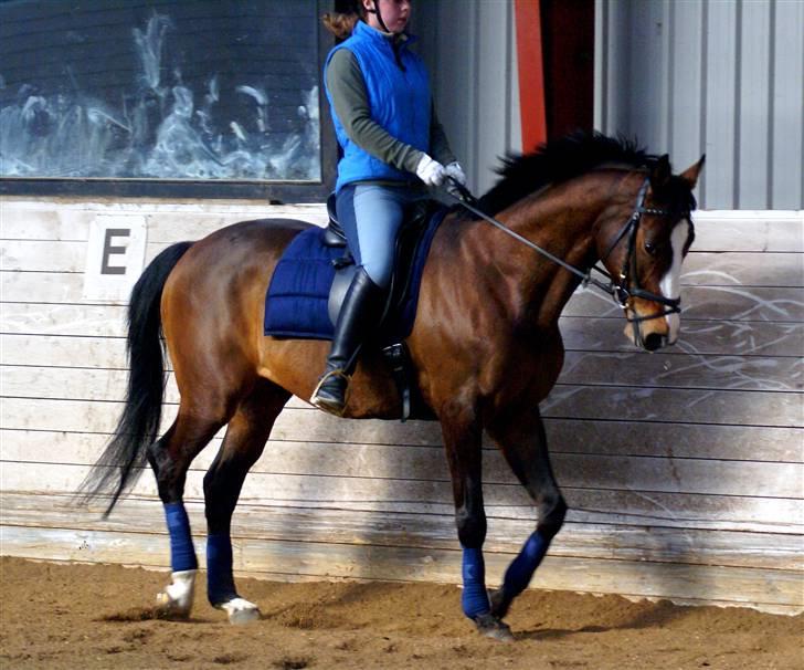 Trakehner Schamir von C - Dressurtræning i det lille ridehus April 2009 billede 4