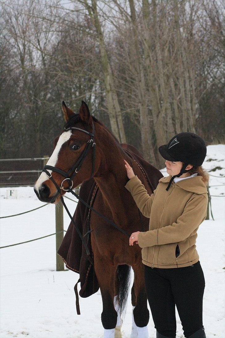 Trakehner Schamir von C billede 19