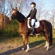 DSP - Hollandsk welsh  Nienja