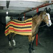 Anden særlig race Buster  R.I.P 4-9-2013<3